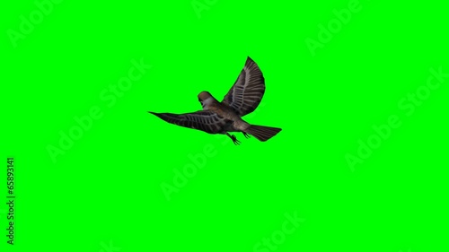 bird sparrow is flying - green screen
