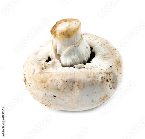 mushroom isolated