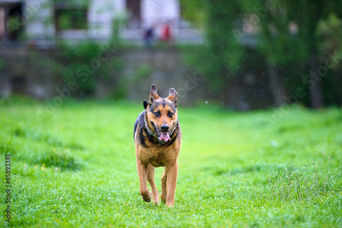 Dog running in the rain on green grass © The Len