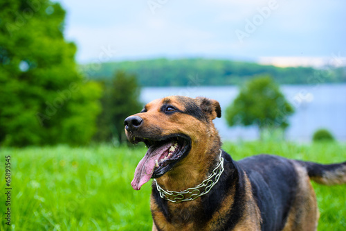 Happy dog on green grass