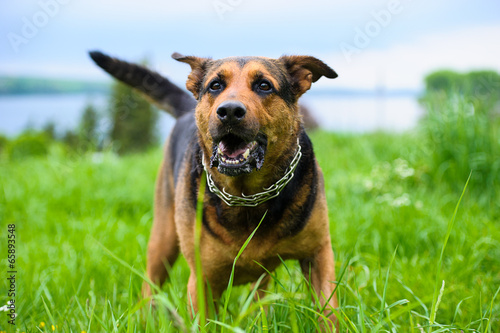 Happy dog on green grass