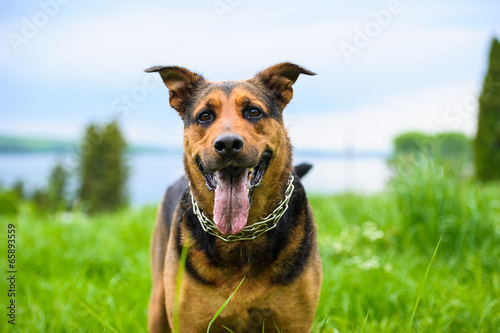 Happy dog on green grass
