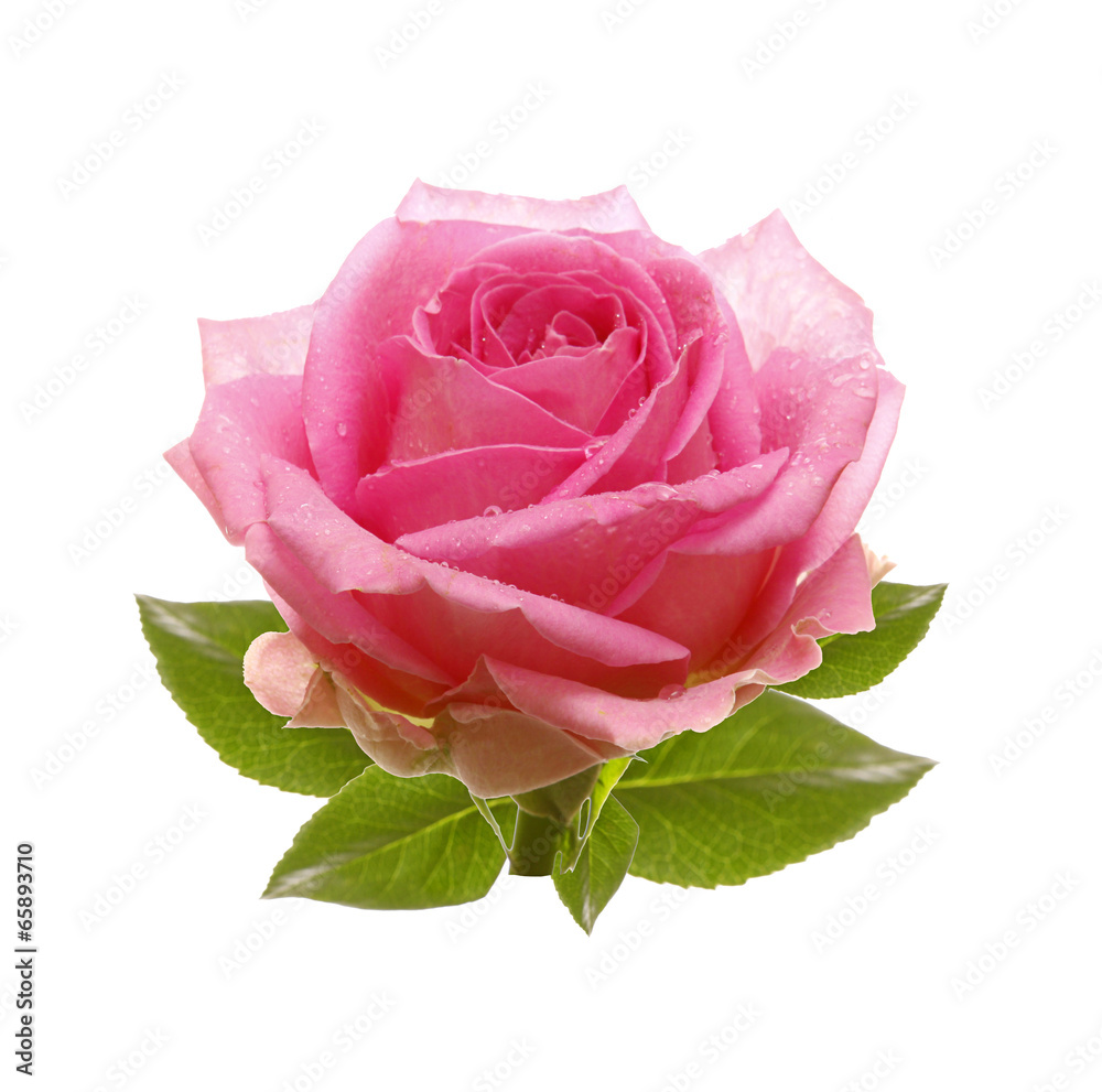 Pink rose isolated on white background. - obrazy, fototapety, plakaty 