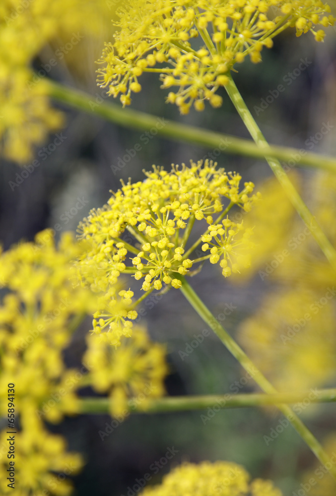 Obraz premium Fenchelblüte