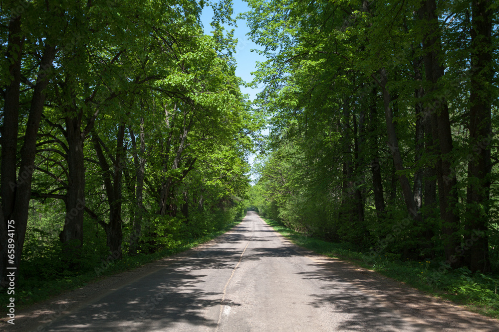 Forest Road in the summer