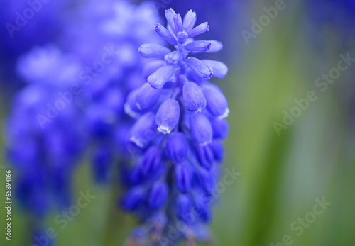 beautiful flower in the garden