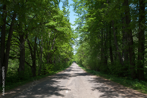 Forest Road in the summer