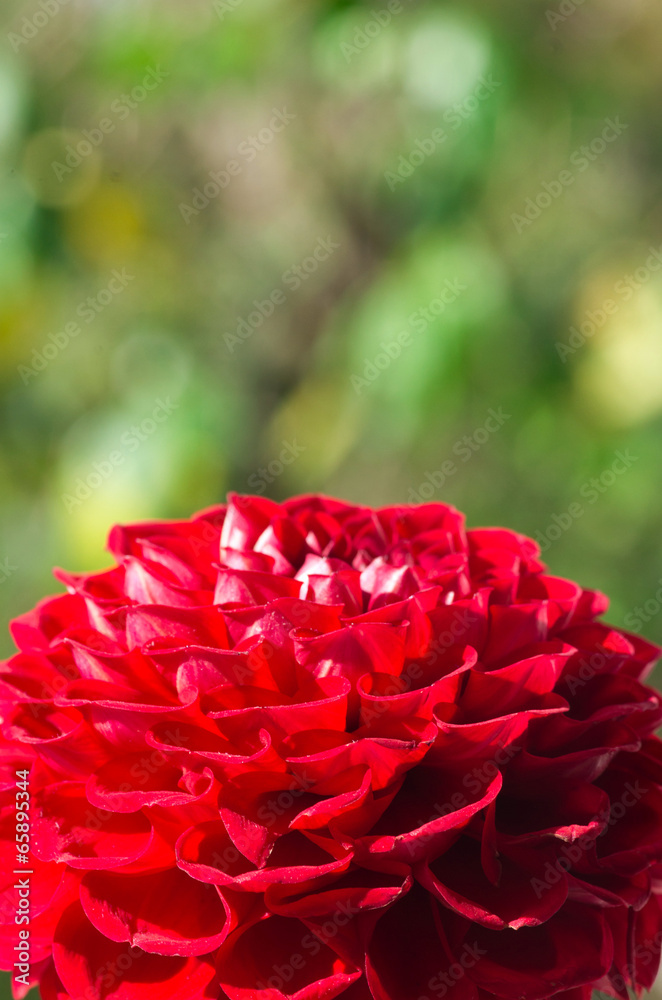 Red dahlia Red dahlia