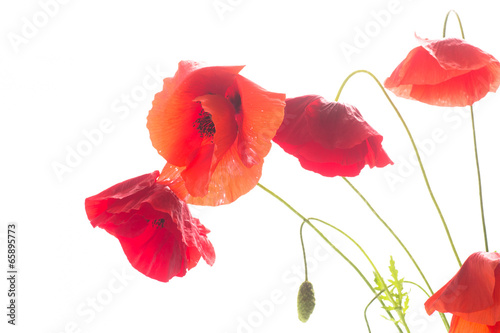 wild poppy flower