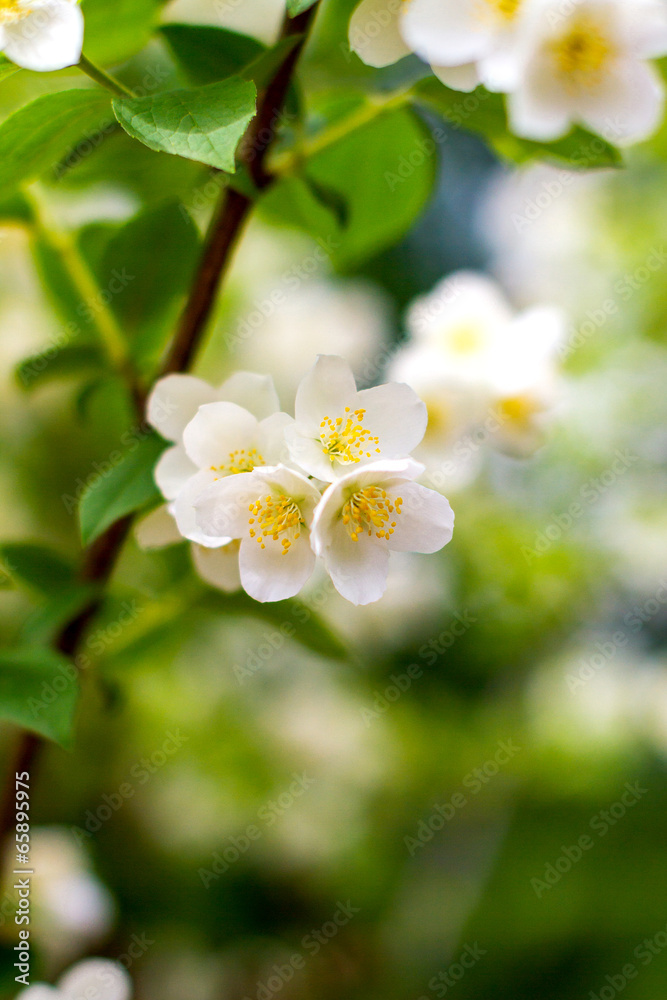 Obraz premium Preview plant twig flower blooming jasmine