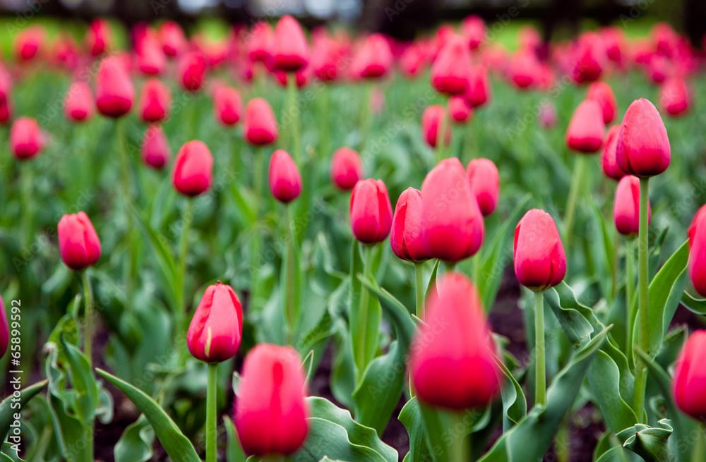 Tulips Tulips