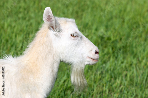 Goat on a field © khudoliy