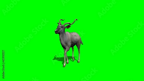 Kudu Antelope is walking - green screen photo