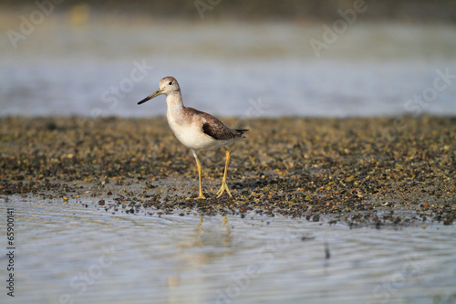 Nordmann's or Spotted greenshank (Tringa guttifer) in Japan © feathercollector