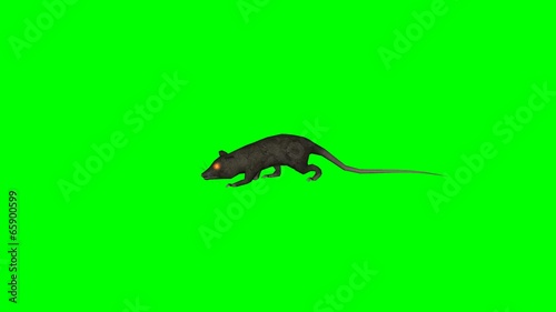 rat walking - green screen