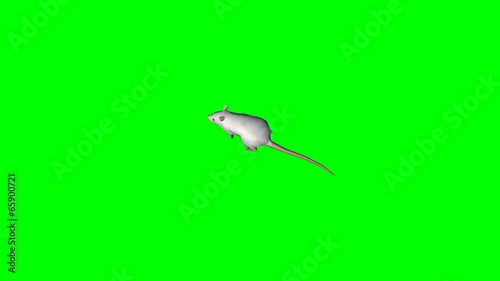 white rat walking - green screen