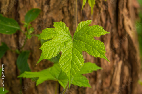 palmate green leaf