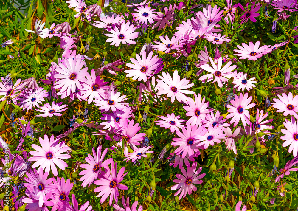 Beautiful flowers plant in Poros island in Greece Beautiful flowers plant in Poros island in Greece