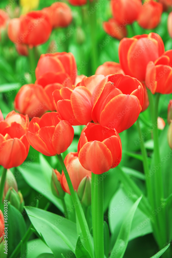 Fototapeta premium Tulips