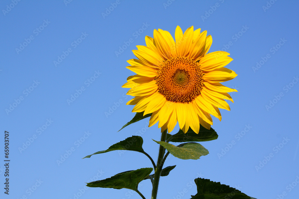 Sonnenblume