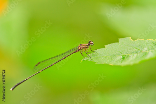 dragonfly © likephotoman