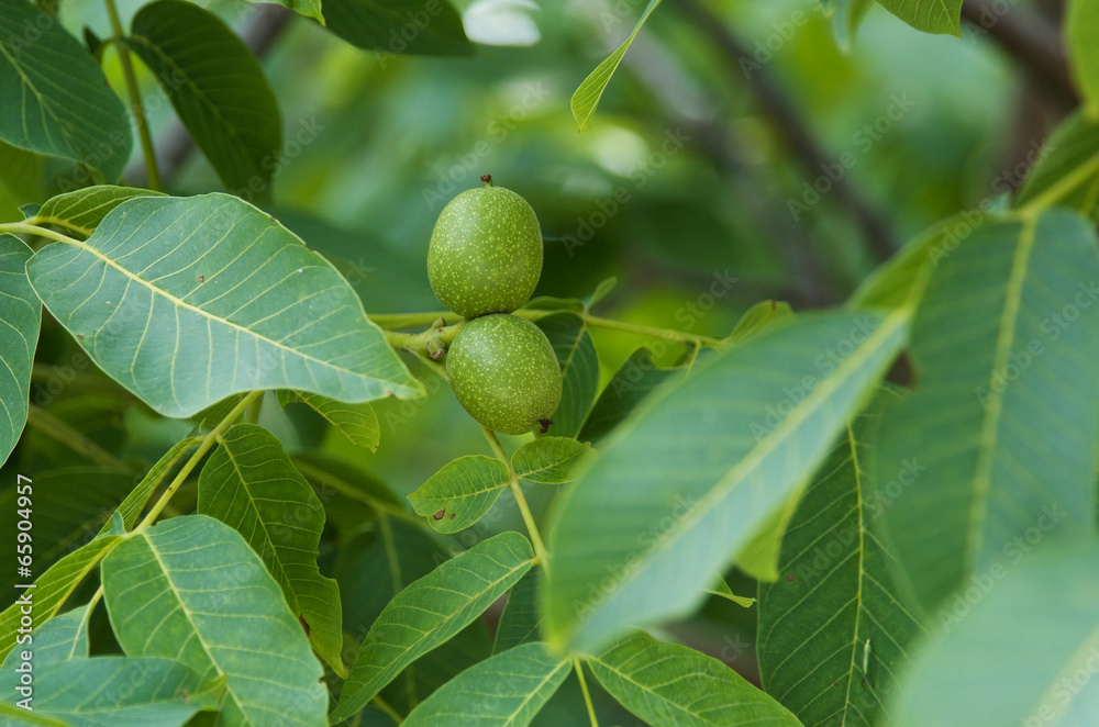 Green walnuts growing on a tree