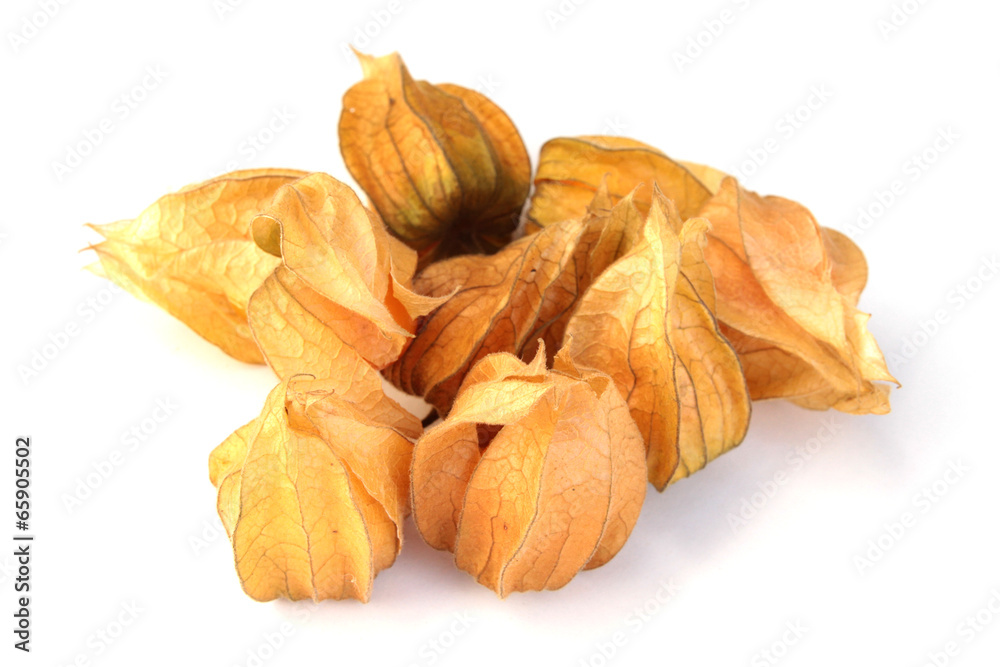 physalis physalis
