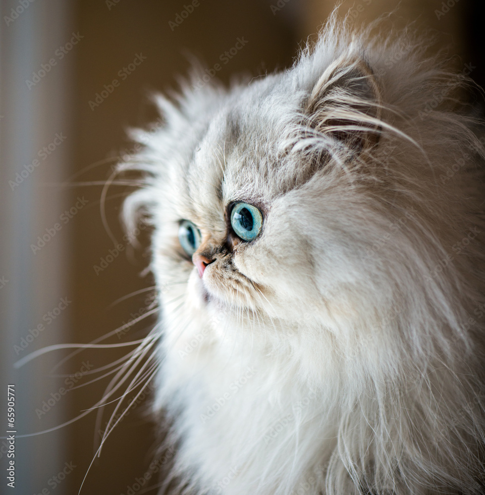 Beautiful Persian cat