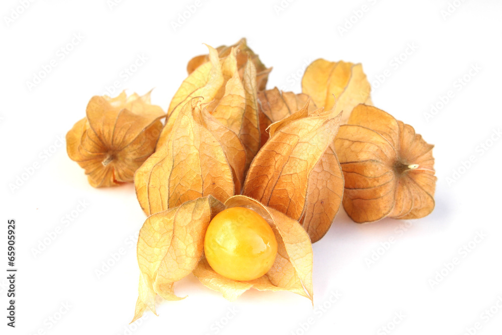 physalis physalis