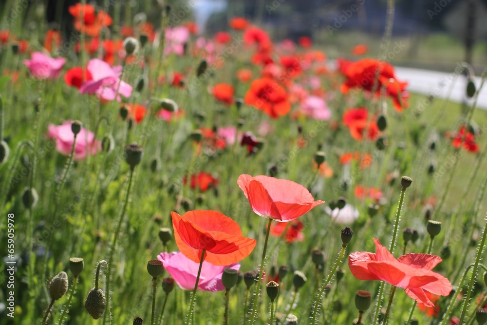 Obraz premium Coquelicots