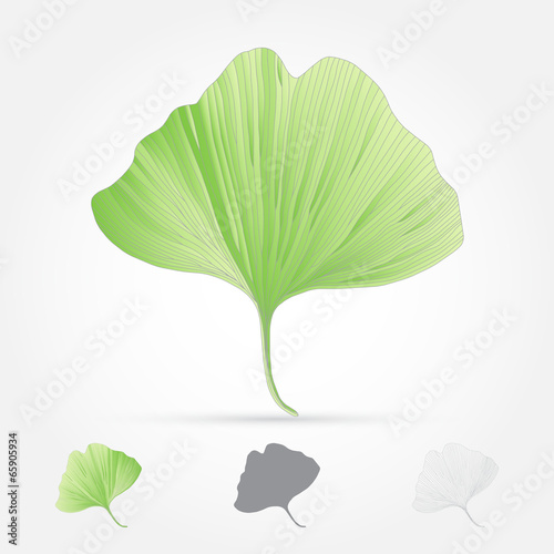 Ginko biloba, leaf, vector illustration
