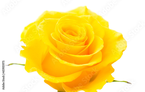 yellow rose close up