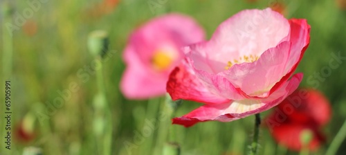 Coquelicots