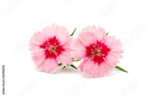 Cute little pink dianthus carnation flower