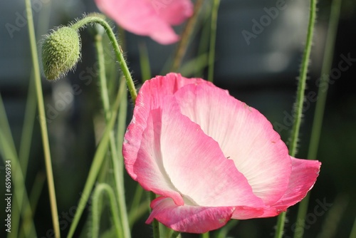 Coquelicots roses