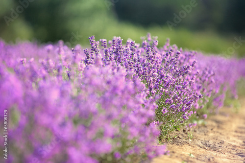 Purple lavender flowers in the field