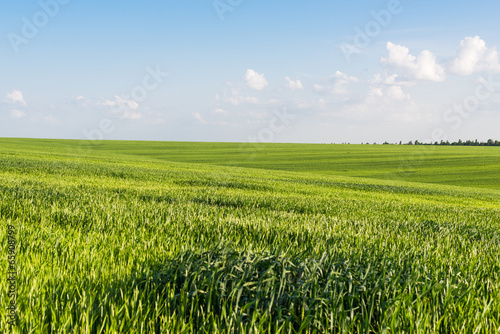 green wheat field