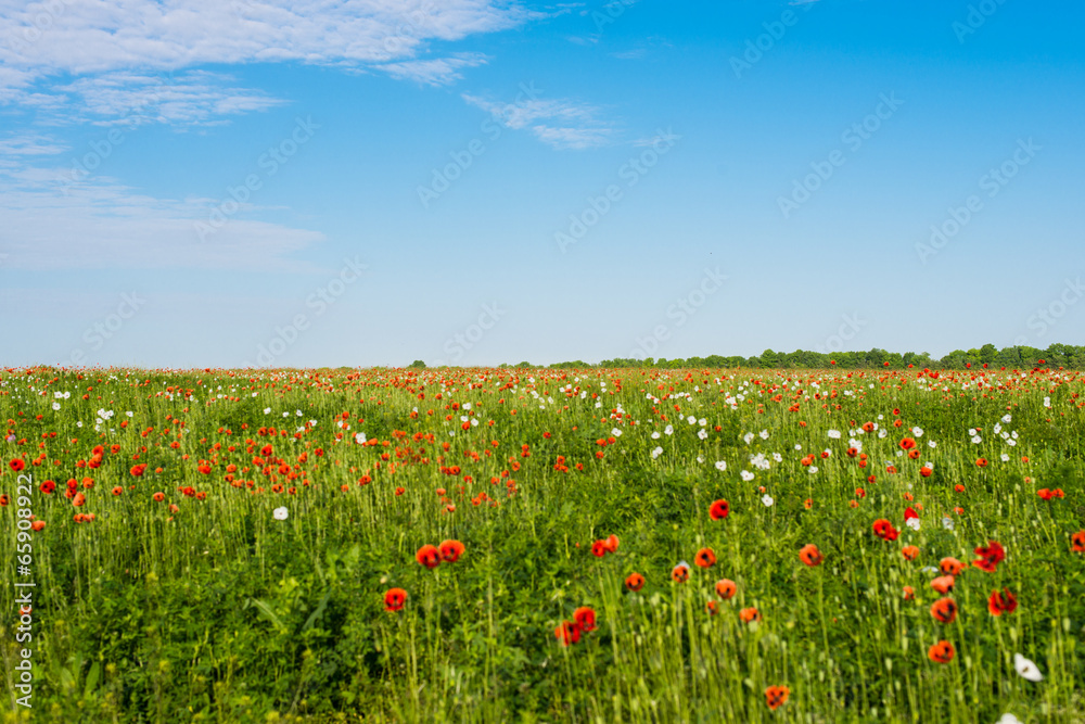 Poppy field against blue sky