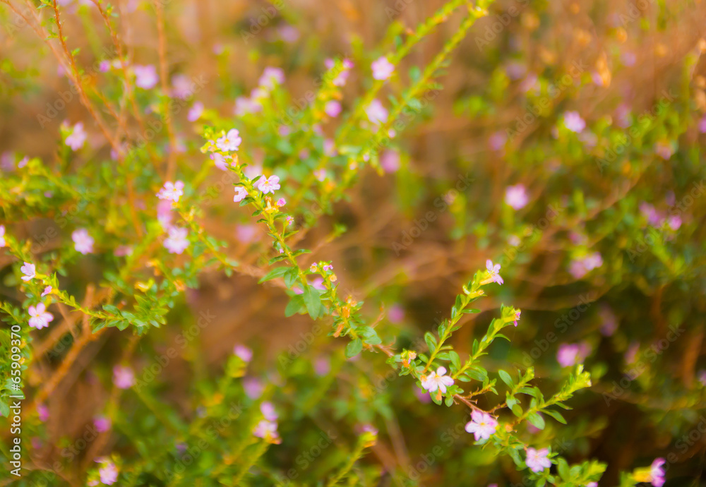 Beautiful pink flower blurred background Beautiful pink flower blurred background