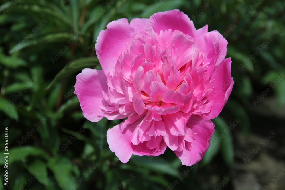 rosa Pfingstrose Bauernrose im Garten