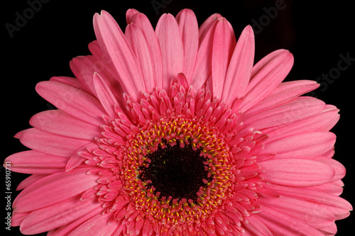 pink gerbera daisy