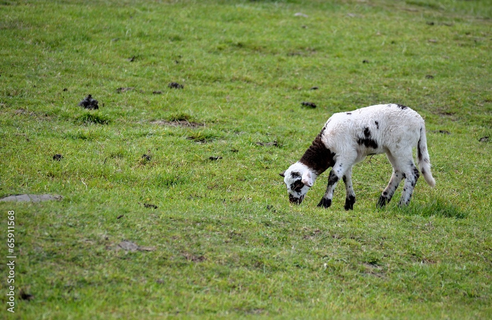 Fototapeta premium agneau paissant