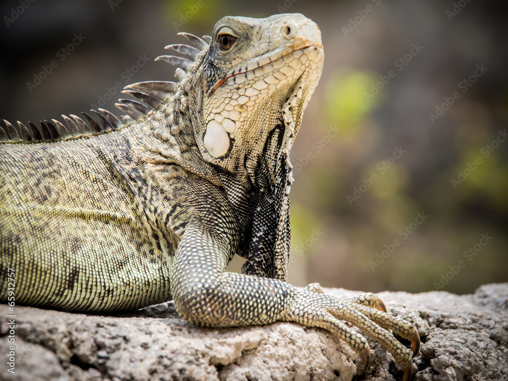 Fototapeta premium Iguana