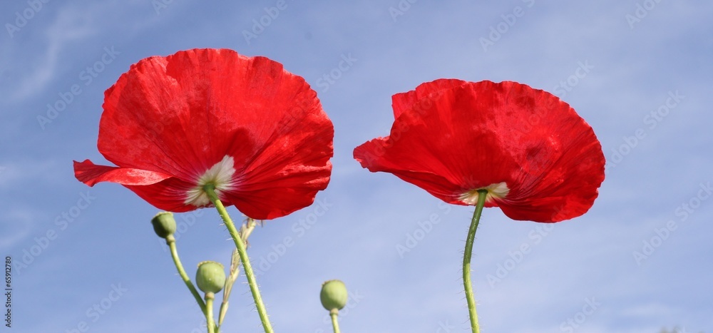 Naklejka premium Coquelicots