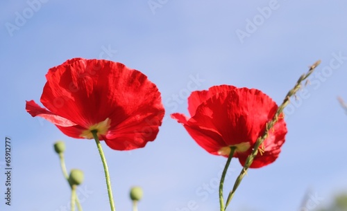 Coquelicots