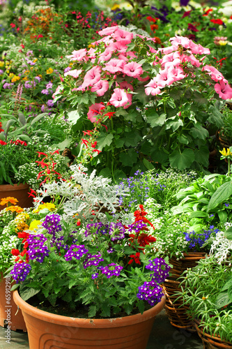 Fototapeta Naklejka Na Ścianę i Meble -  Flowers in the greenhouse