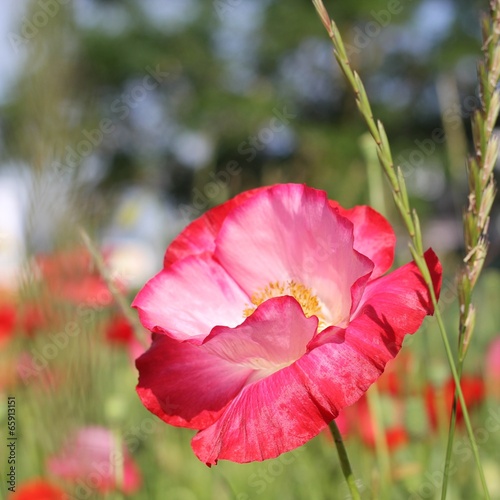 coquelicot © NCAimages