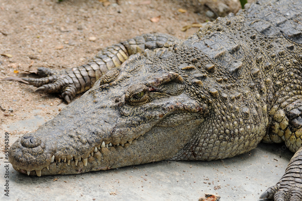 Fototapeta premium Single crocodile crouch on ground.