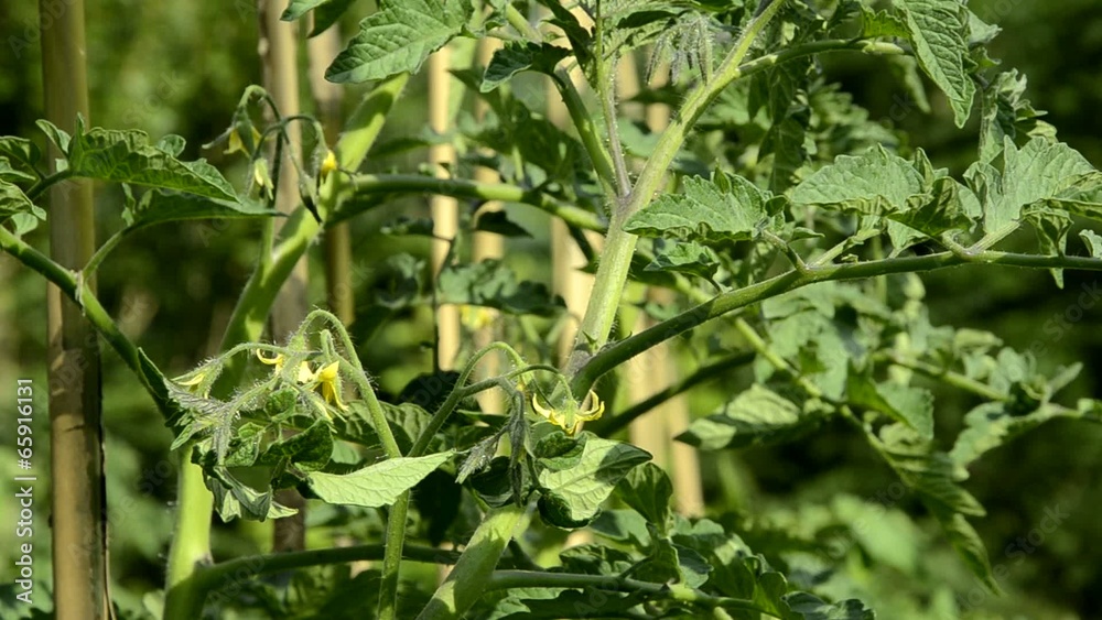 Solanum lycopersicum 番茄 Томат Pomidor zwyczajny