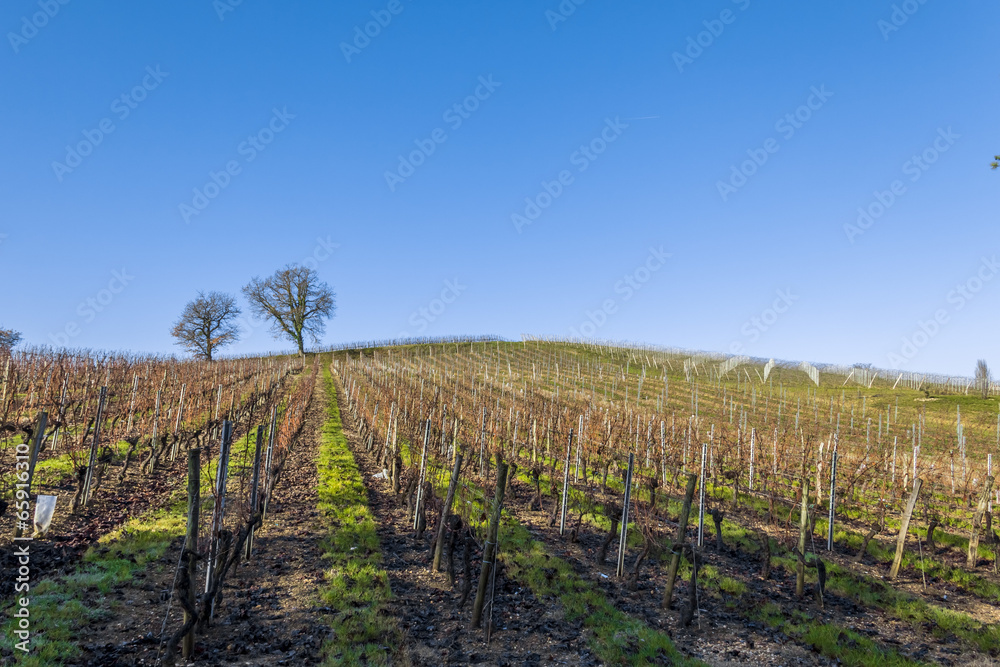 vineyard Saint Genes de Lombaud Bordeaux France